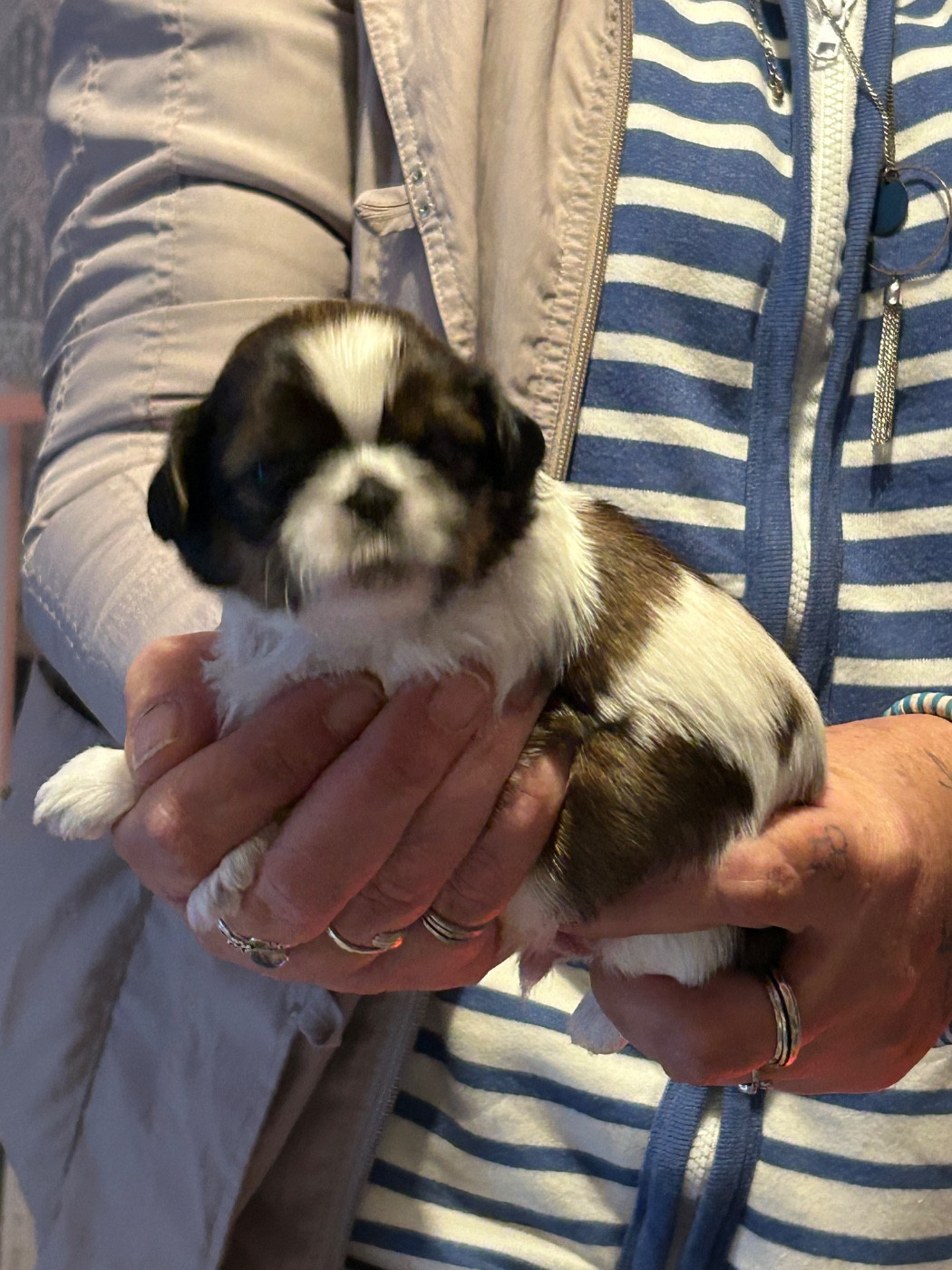 Du Domaine Des Chiens Du Bonheur - Chiots disponibles - Shih Tzu