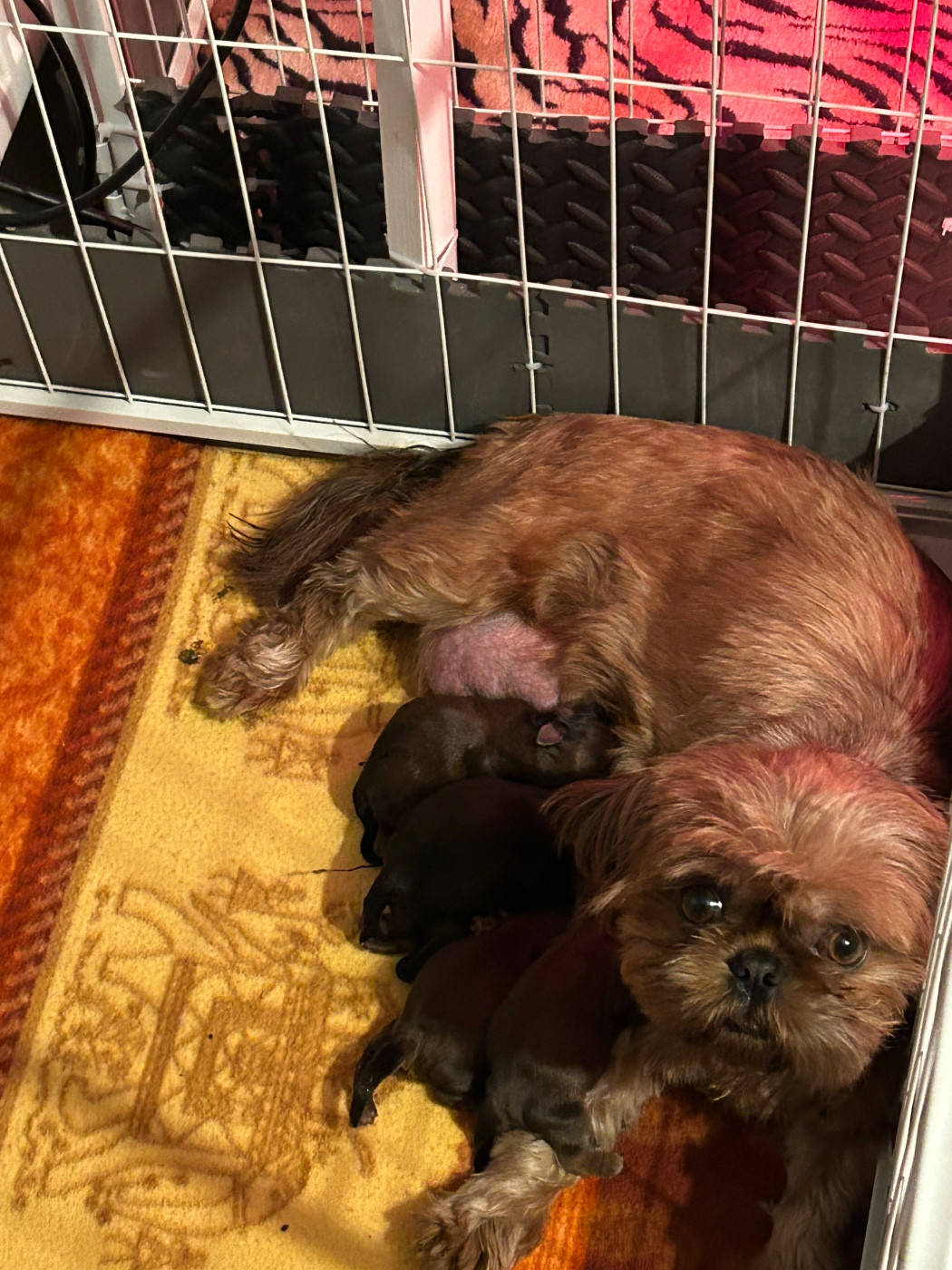 Du Domaine Des Chiens Du Bonheur - Shih Tzu - Portée née le 09/12/2025