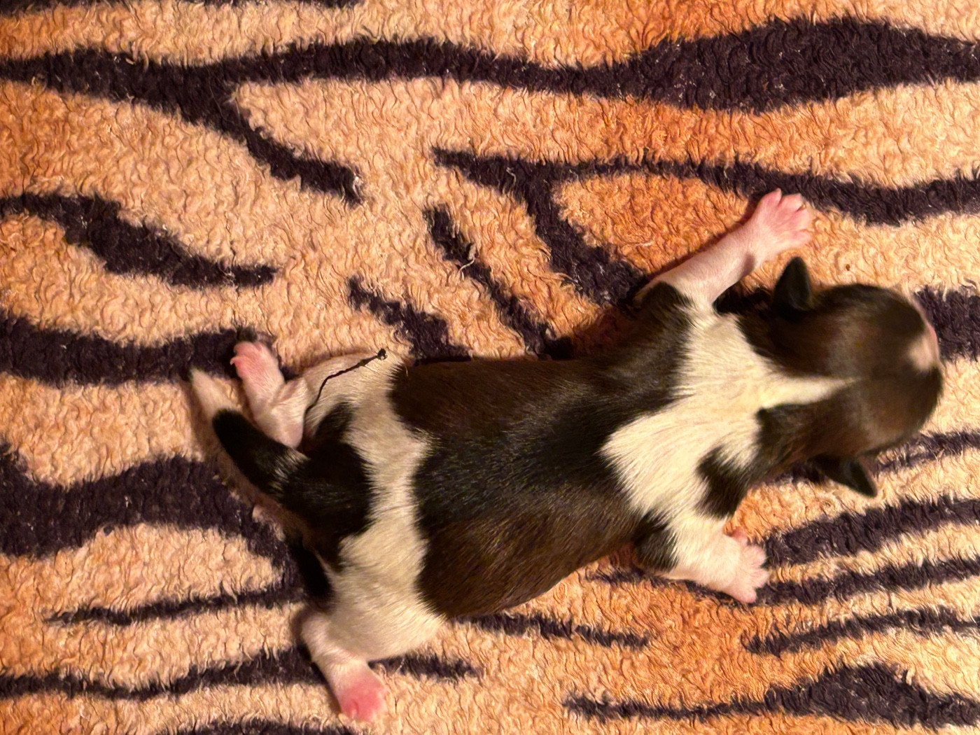 Du Domaine Des Chiens Du Bonheur - Chiots disponibles - Shih Tzu