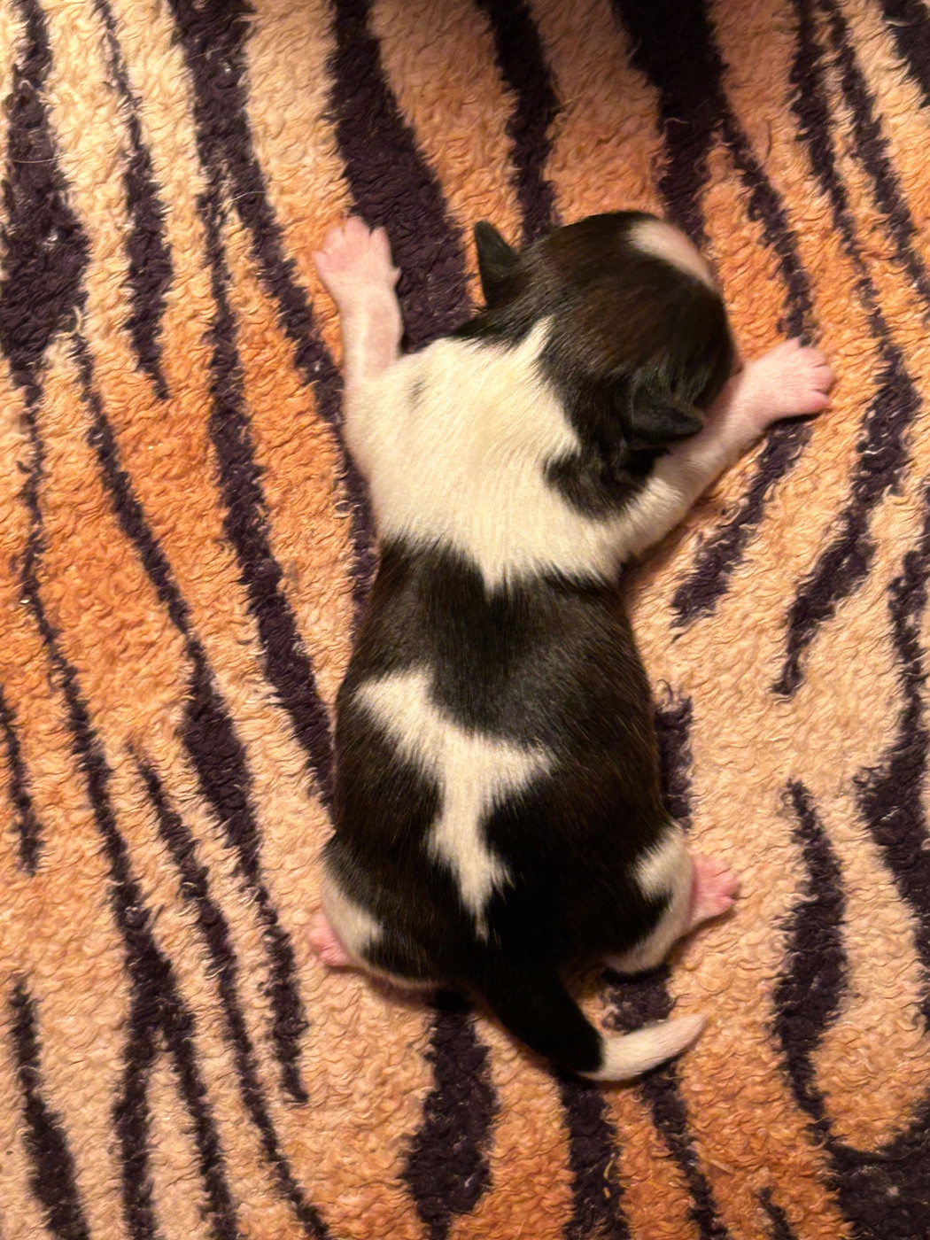 Du Domaine Des Chiens Du Bonheur - Chiots disponibles - Shih Tzu