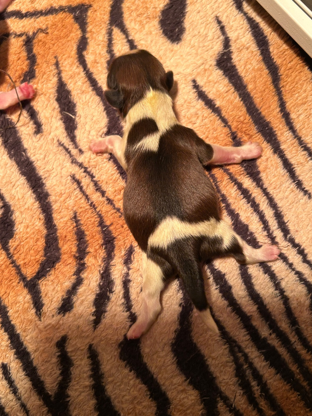 Du Domaine Des Chiens Du Bonheur - Chiots disponibles - Shih Tzu