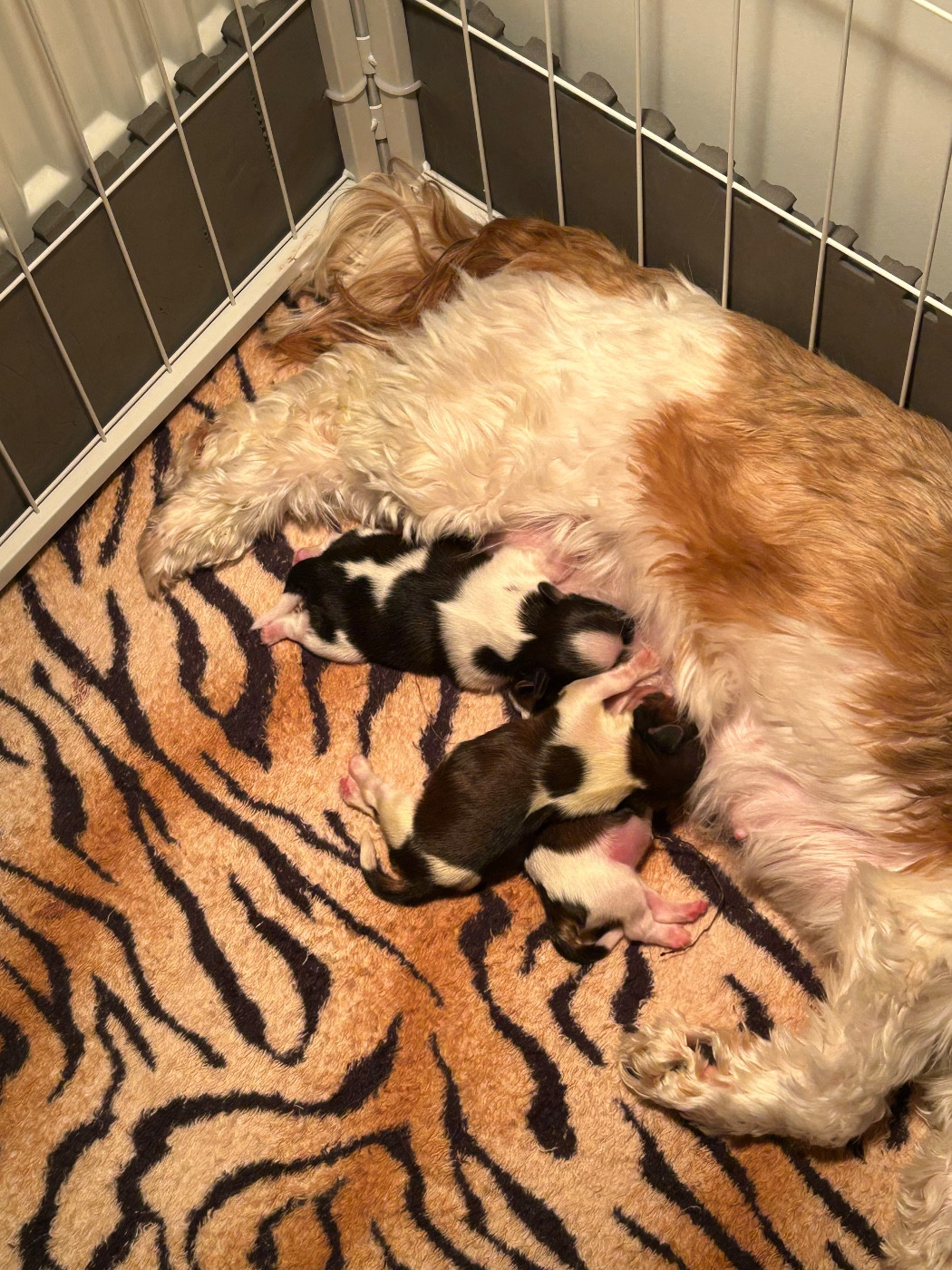 Du Domaine Des Chiens Du Bonheur - Shih Tzu - Portée née le 11/12/2025