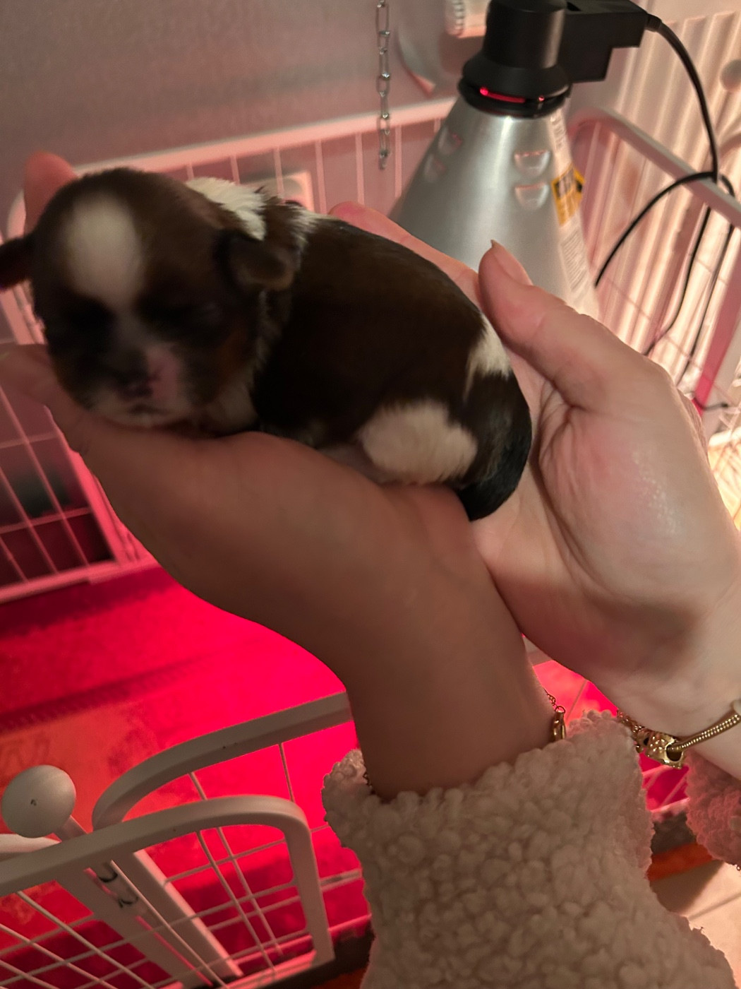 Du Domaine Des Chiens Du Bonheur - Chiots disponibles - Shih Tzu