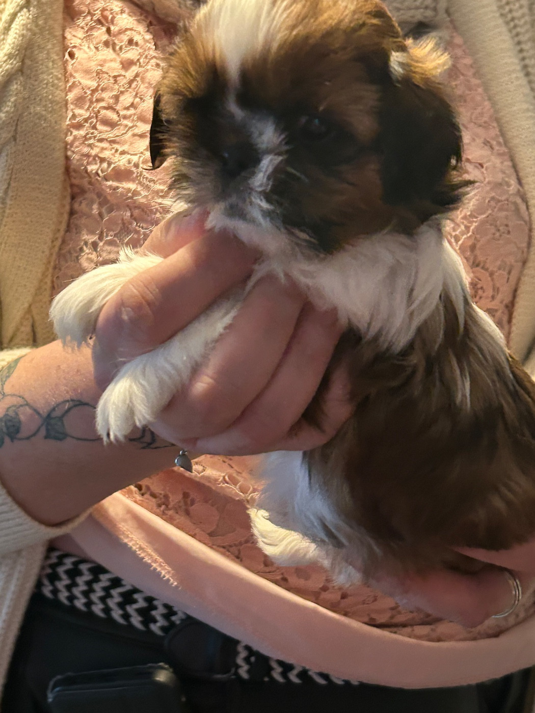 Du Domaine Des Chiens Du Bonheur - Chiots disponibles - Shih Tzu