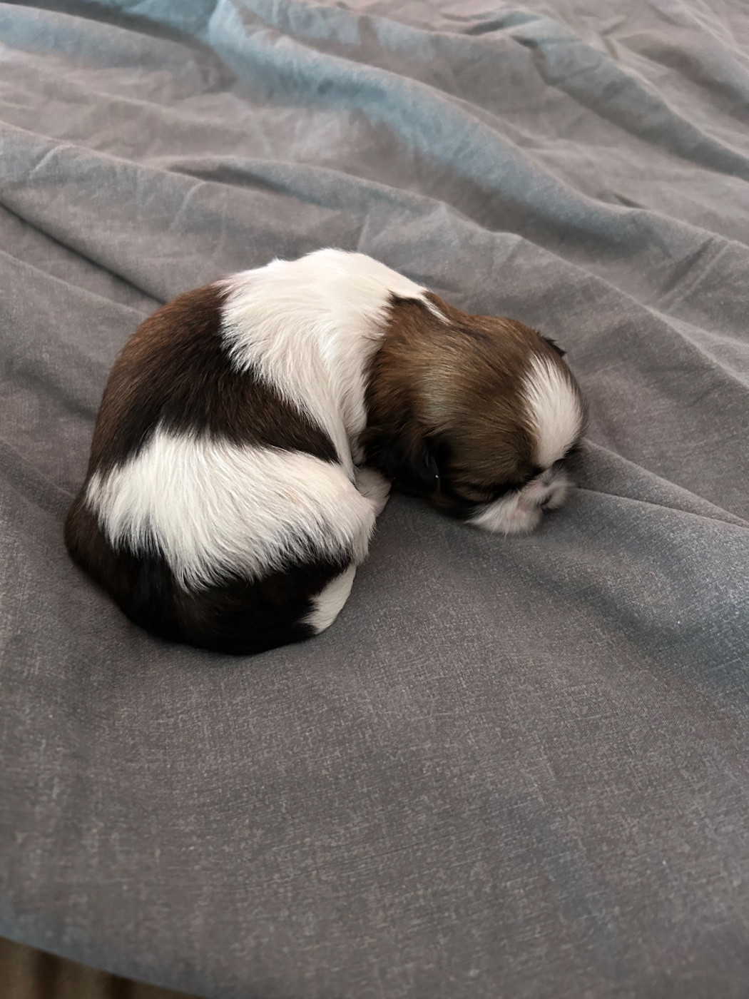Du Domaine Des Chiens Du Bonheur - Chiots disponibles - Shih Tzu