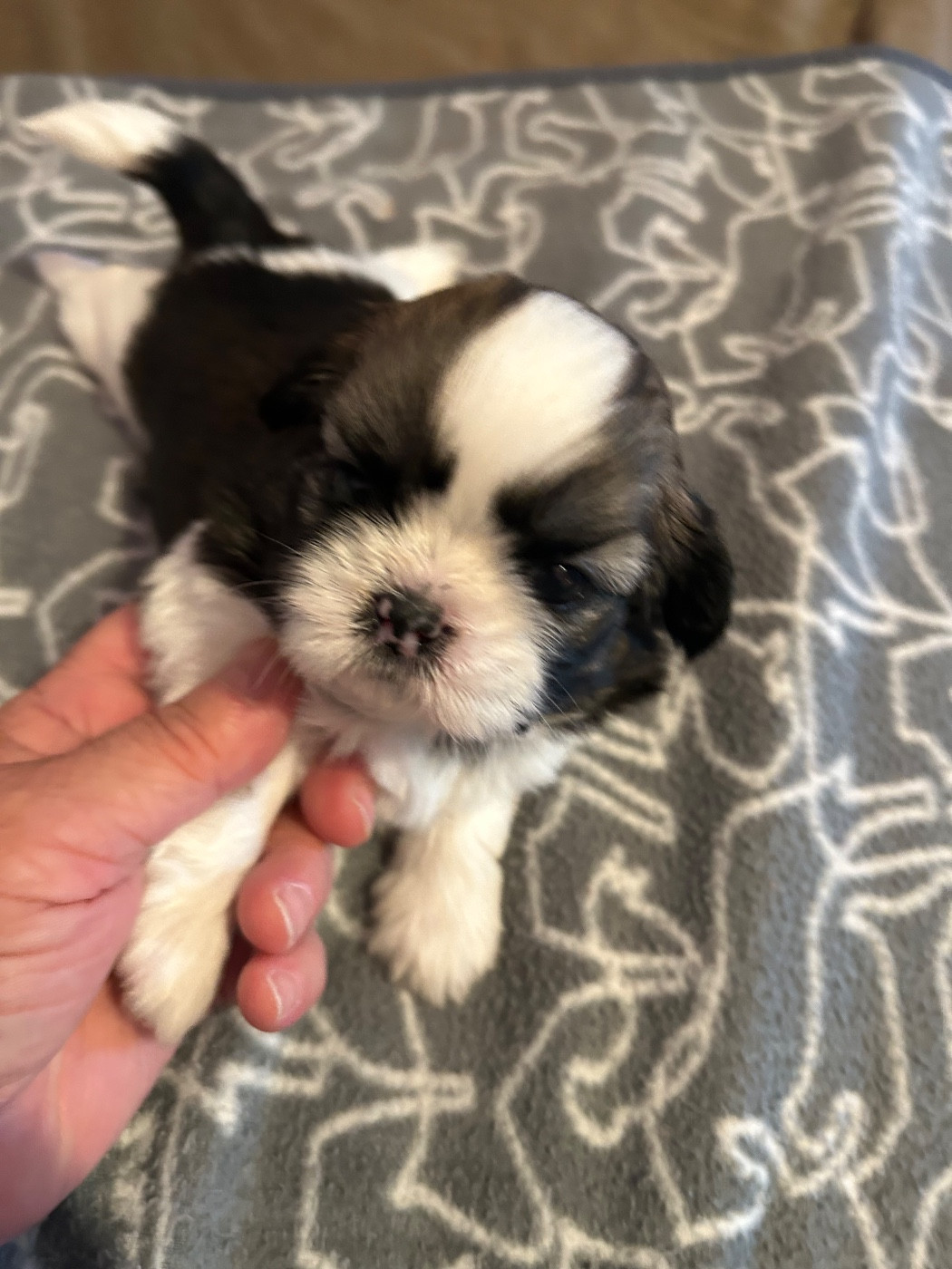 Du Domaine Des Chiens Du Bonheur - Chiots disponibles - Shih Tzu