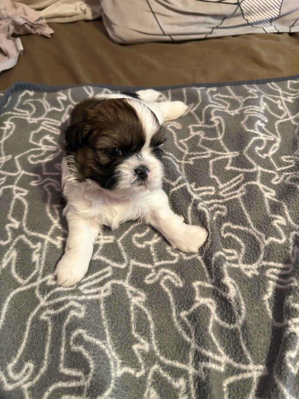 Du Domaine Des Chiens Du Bonheur - Chiots disponibles - Shih Tzu