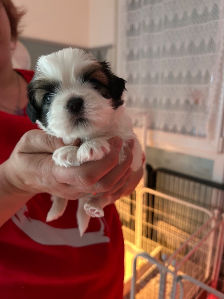 Du Domaine Des Chiens Du Bonheur - Chiots disponibles - Shih Tzu