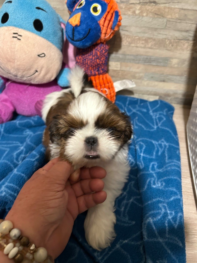 Du Domaine Des Chiens Du Bonheur - Chiots disponibles - Shih Tzu