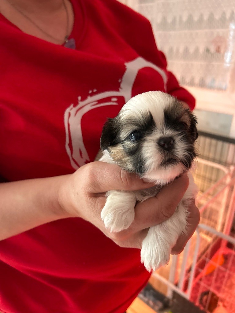 Du Domaine Des Chiens Du Bonheur - Chiots disponibles - Shih Tzu