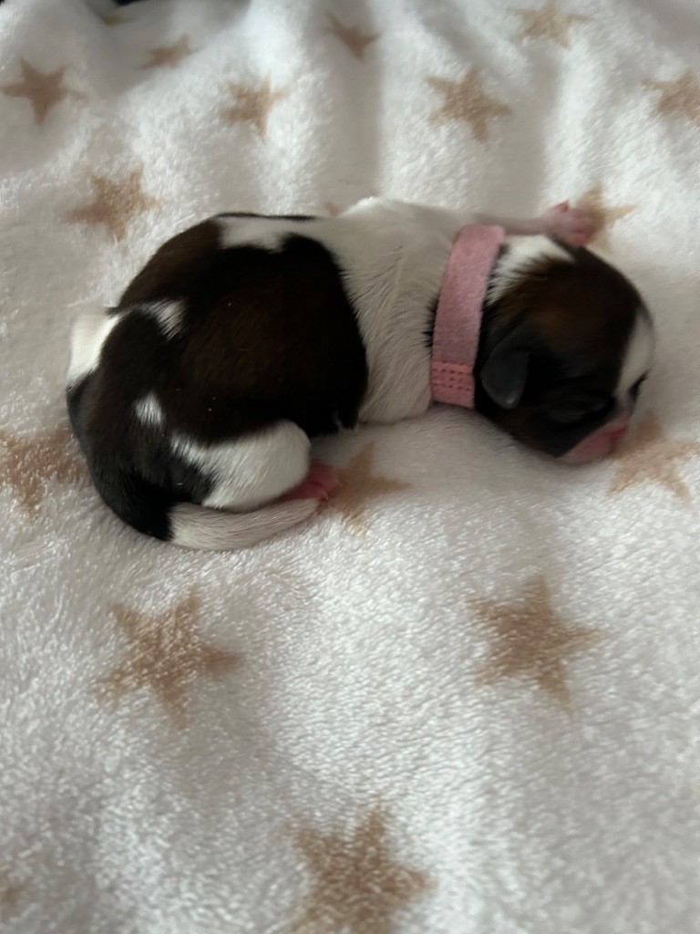 Du Domaine Des Chiens Du Bonheur - Chiots disponibles - Shih Tzu