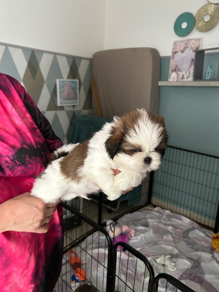 Du Domaine Des Chiens Du Bonheur - Chiots disponibles - Shih Tzu
