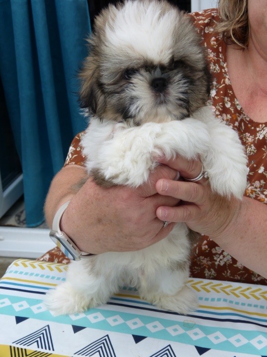 Du Domaine Des Chiens Du Bonheur - Chiots disponibles - Shih Tzu