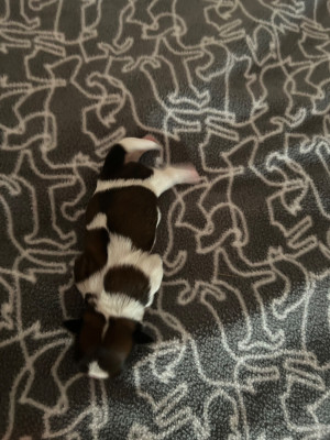 CHIOT 2