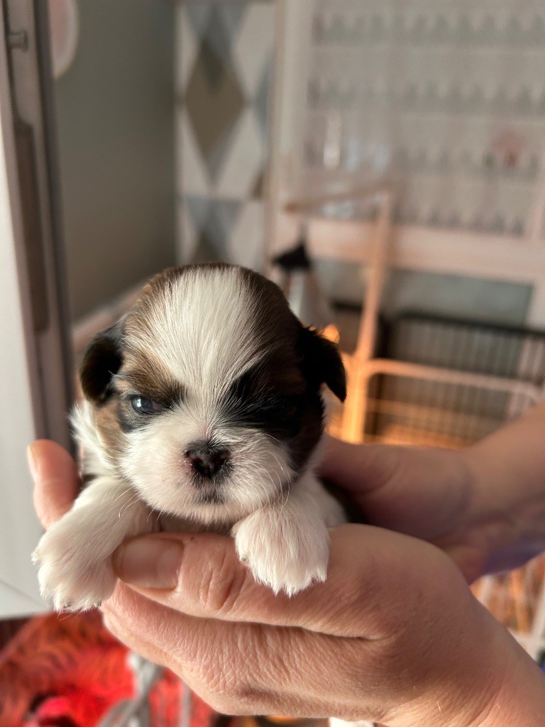 Du Domaine Des Chiens Du Bonheur - Chiots disponibles - Shih Tzu