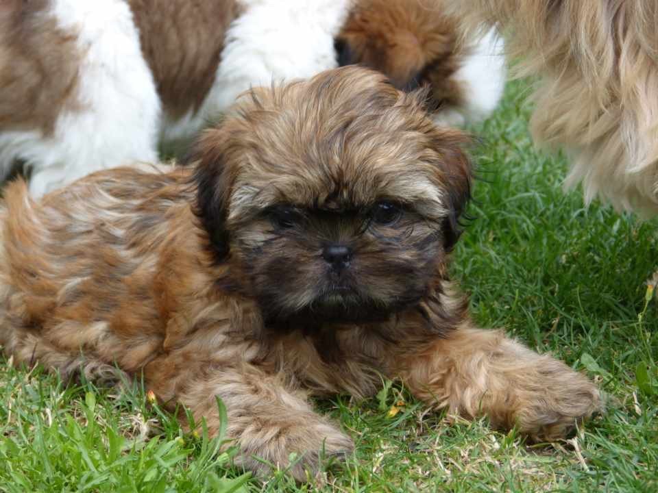 Du Domaine Des Chiens Du Bonheur - Chiots disponibles - Shih Tzu